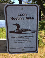 Nesting Loon Area