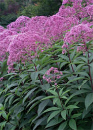 Joe Pye Weed