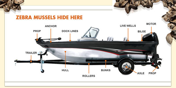 zebra mussels - where they hide - image of boat