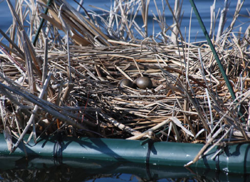 loon nest