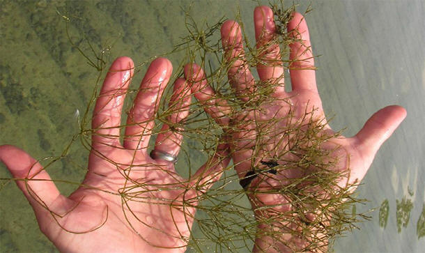 stonewort