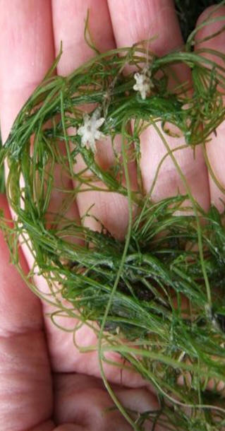 starry stonewort